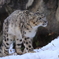 Snow Leopard