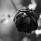 薔薇