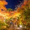 紅葉良いよう