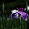 菖蒲