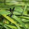 Black wing