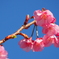 1月の桜