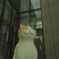 ねこ