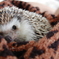 my hedgehog