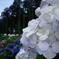 紫陽花が咲く丘