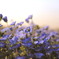 heaven of purple