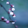 梅の開花まであと少し...