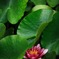 a water lily