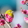 春が来た