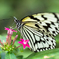 Lady of the butterfly