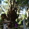 来宮神社
