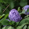 紫陽花　その２