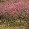 八重岳桜祭り