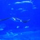 美ら海水族館