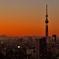 夕闇迫るツリー