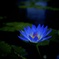 Blue Lotus