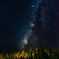 サトウキビ畑の夜空