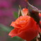 薔薇