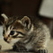 curiosity