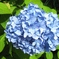紫陽花