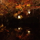 2017秋　京都紅葉-6