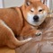 柴犬 イチ  眠い