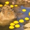 カピバラの湯