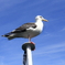 Weathercock
