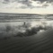 Seagull