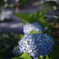 紫陽花