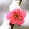 雪にも負けず