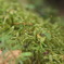 苔むす森のざわめき
