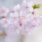 早春の桜