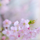 早春の桜