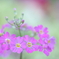 乙女桜