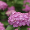 紫陽花