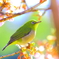 春彩