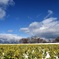 菜の花　雪景