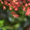 紅い葉