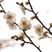 梅の花
