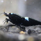 漆黒のブラックシャドー