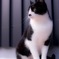 ねこ