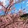 早咲きの桜