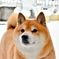 柴犬 イチ