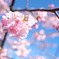 春の訪れ（2月13日）