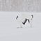雪上の舞