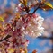 春の光芒、壱