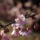 春の光芒、弐