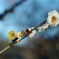 春の光芒、参