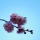 空の花